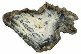 Mammoth Molar Slice With Case - South Carolina #335077-1